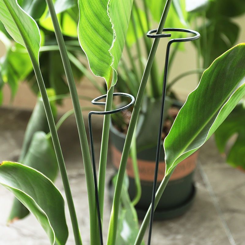 1/10pcs Garden Support Stake R - Florist Supply Bulk ulasan dan harga