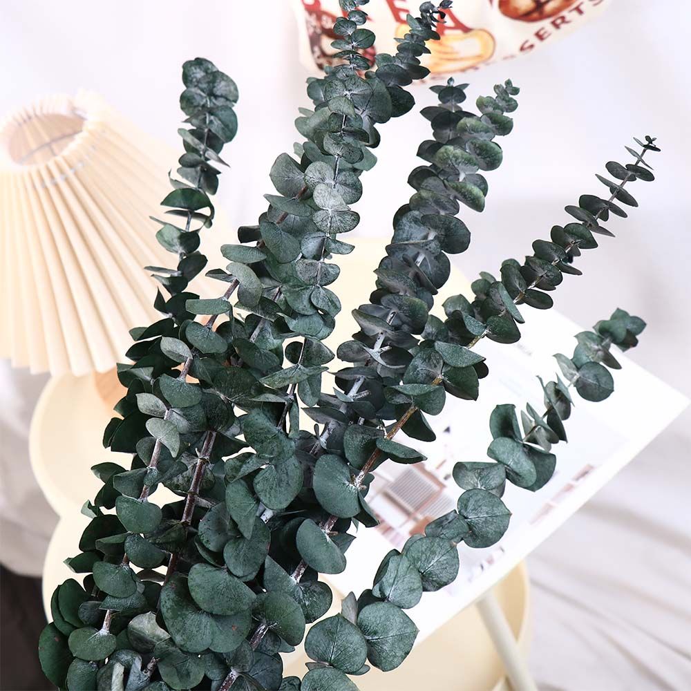 10 Pcs Real Leaves Hanging Dri - Eucalyptus Preserved ulasan dan harga