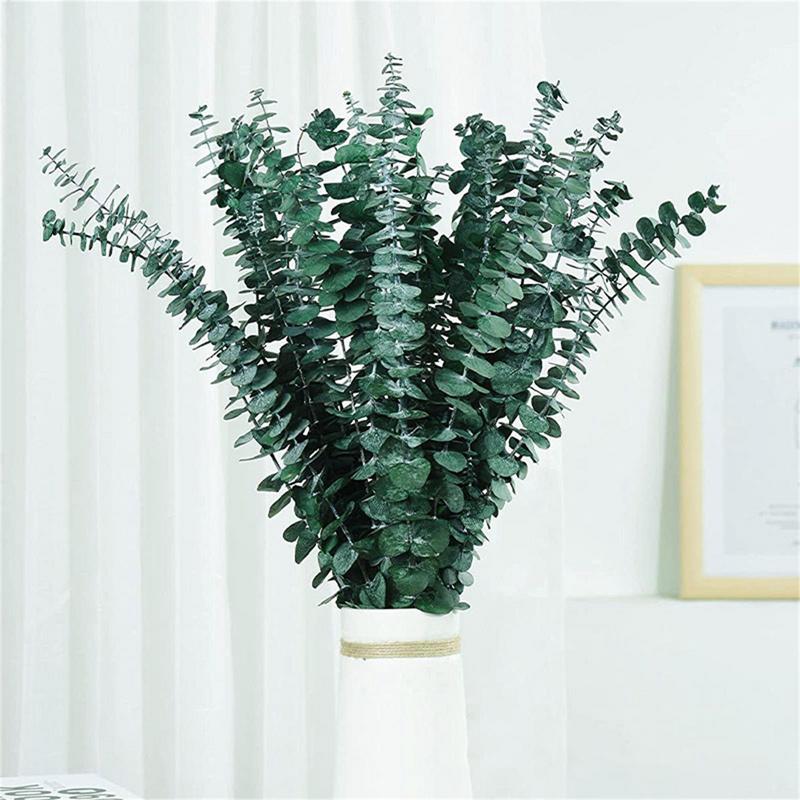 10PCS Real Eucalyptus Leaves D - Eucalyptus Preserved ulasan dan harga