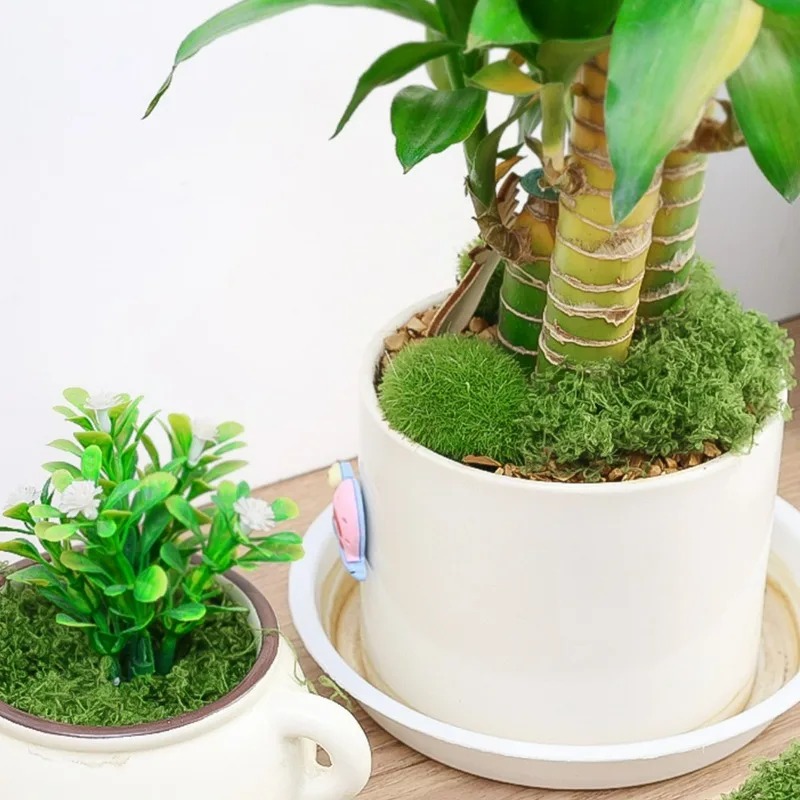 30/300G Artificial Realistic M - Preserved Moss Sheet ulasan dan harga