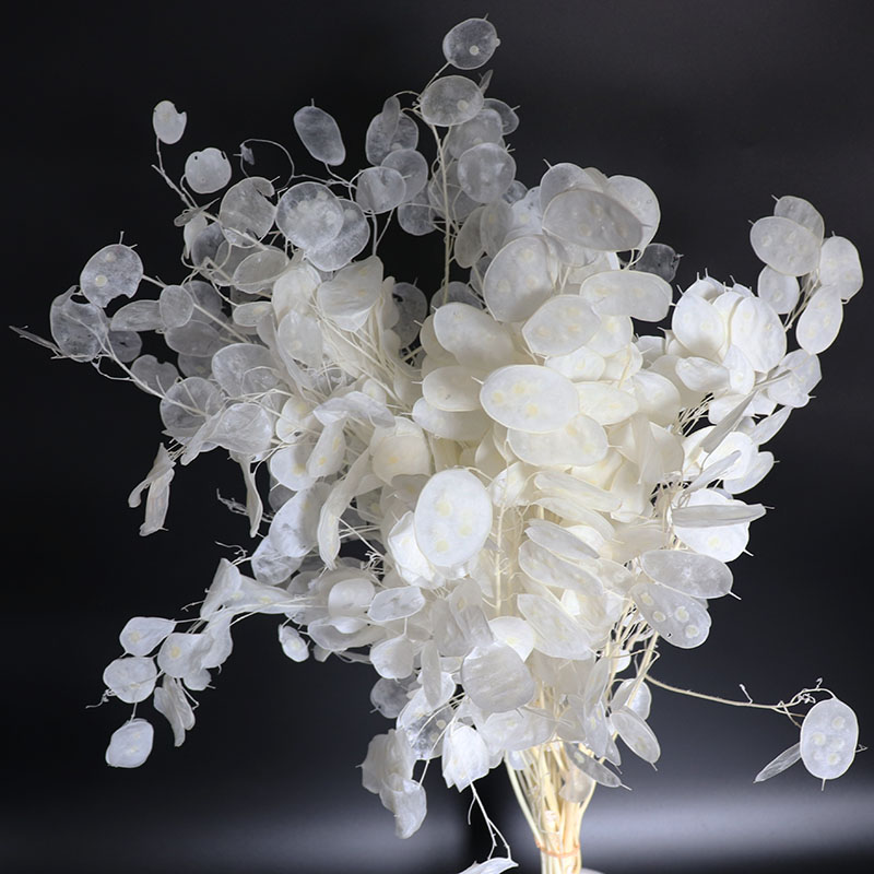 Preserved Lunaria Flowers for  - Eucalyptus Preserved ulasan dan harga