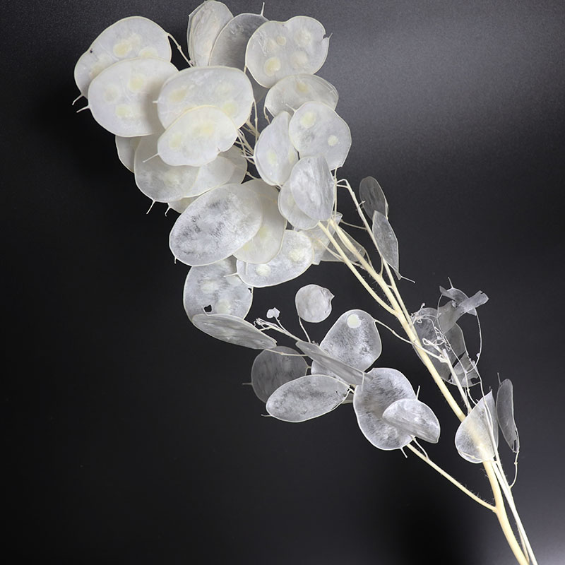 Preserved Lunaria Flowers for  - Eucalyptus Preserved ulasan dan harga