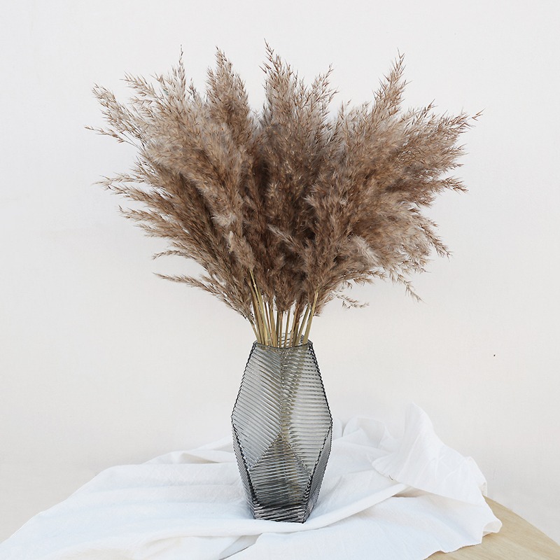 10Pcs Colorful Natural Reeds P - Florist Supply Vases ulasan dan harga