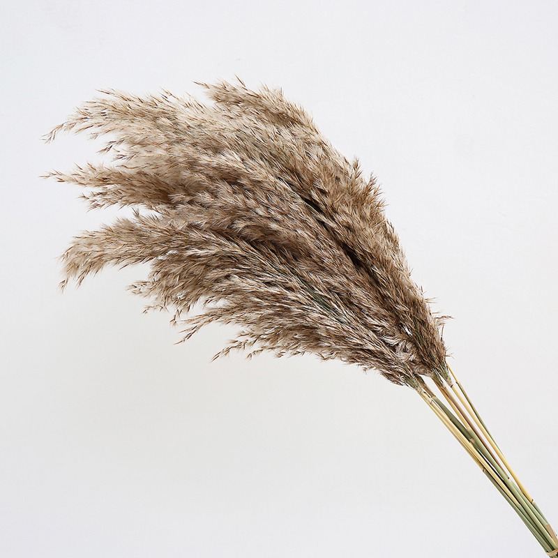 10Pcs Colorful Natural Reeds P - Florist Supply Vases ulasan dan harga