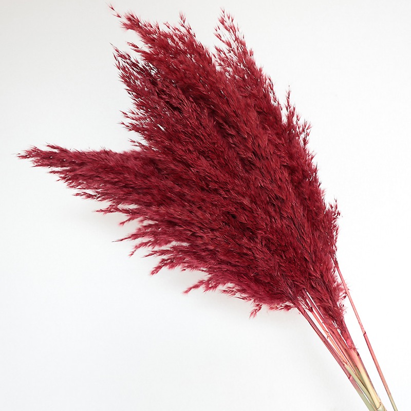 10Pcs Colorful Natural Reeds P - Florist Supply Vases ulasan dan harga